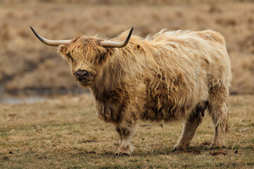 highland cow with horns