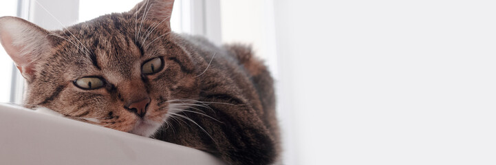 Banner with brown shorthair domestic tabby cat lying on a white windowsill. Selective focus.