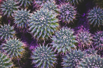 Mammillaria cactus green texture. Creative natural background. Selective focus.