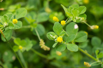 Shamrock green grass and field background, springtime
