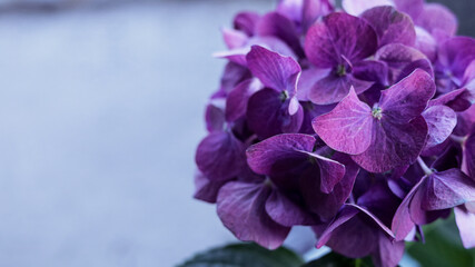 Purple hydrangea flowers