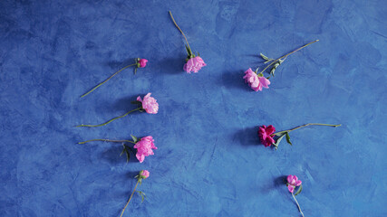 Beautiful pink peonies flowers on blue background
