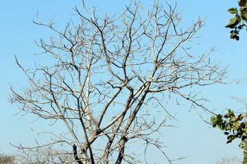 old tree without any leaf