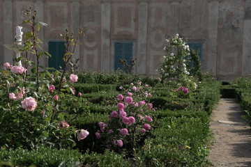 Fototapeta na wymiar Boboli peonies and roses parterre with facade in background 