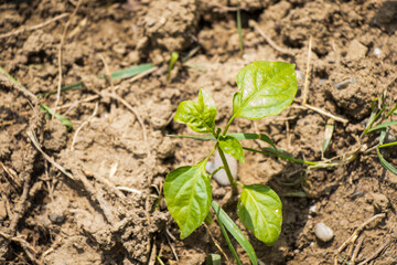 Seedling close-up, gardening and farming