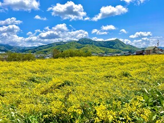 菜の花フィールドと蔵王山