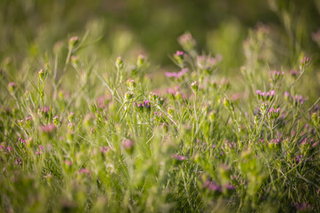 Cumin plant in the garden,cumin is one of the most popular spices,unripped cumin green plants,cumin cultivation and plants,caraway or carvi plants