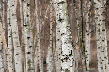 A group of birch trees with white bark growing in an urban area