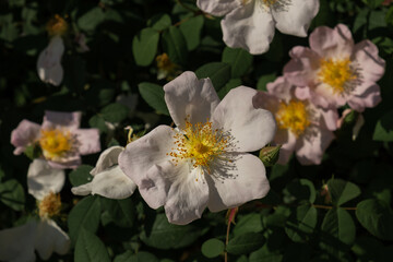 Antique white rose variety in Boboli garden 
