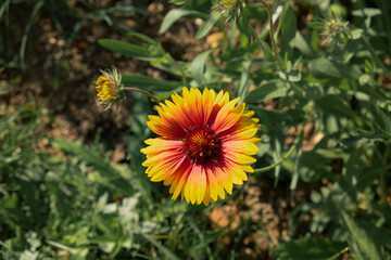 Gaillardia flower in Boboli garden