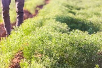 cumin (zira) on a farm in Gujarat India,Cumin cultivation and plants,most popular cumin seeds plant in indian farm or garden,carvi