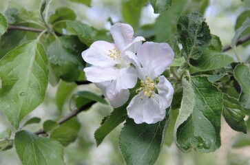 apple blossoms with white flowers, flowering trees in spring