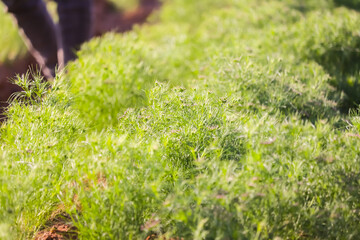 cumin (zira) on a farm in Gujarat India,Cumin cultivation and plants,most popular cumin seeds plant in indian farm or garden,carvi