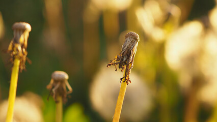 Faded dandelion. Plant heads with scattered seeds in rays of sunset. Beautiful horizontal stories about summer evening. Empty seedhead without pappus. Macro