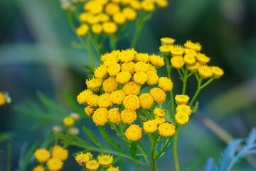 Yellow wild flowers of tansy on a natural background. Medicinal plant tansy. Tanacetum vulgare