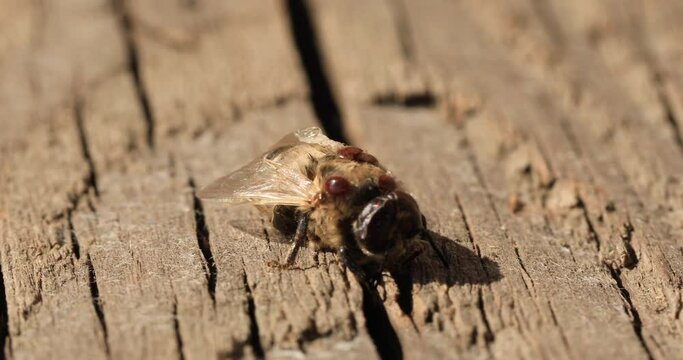 Bee affected by the parasite Varoma on a white background