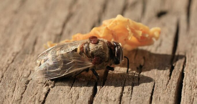 Bee affected by the parasite Varoma on a white background