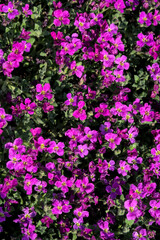 pink flower bed of Aubrieta Silberrand (Aubrieta x Silberrand)