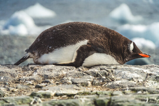 Penguin lies on the stones in Antarctica. Port Lockroy