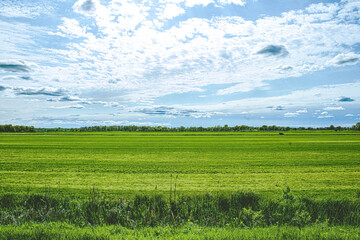 A Vibrant Green Field in the Spring
