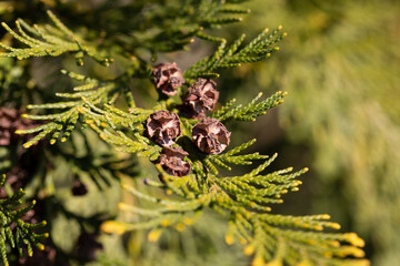 Lawson's cypress also Port Orford-cedar Chamaecyparis lawsoniana