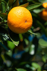 Close-up of ripe tangerin on a tree branch copy space. Beautiful citrus natural background. Vertical photo
