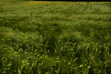 Weizenfeld noch grün, fast reif im Frühsommer mit wogenden Kornmassen