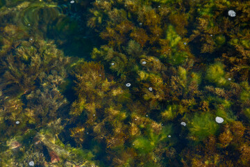 seaweed nature background. plant among the stones and pebbles in transparent water at the sea shore