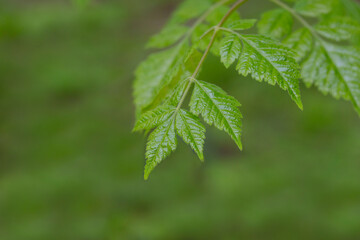 Green spring leaf of Koelreuteria paniculata branch with fresh leaf podstree .