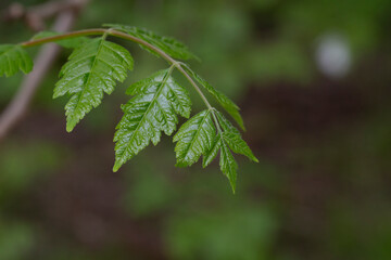 Green spring leaf of Koelreuteria paniculata branch with fresh leaf podstree .