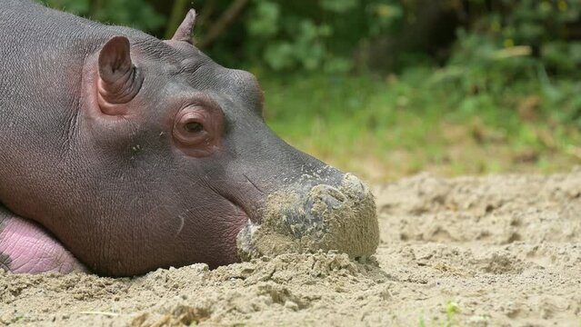Portrait of hippopotamus. Real time of one sleepy young hippopotamus amphibius on the ground. Hippo. Common hippopotamus. River hippopotamus.