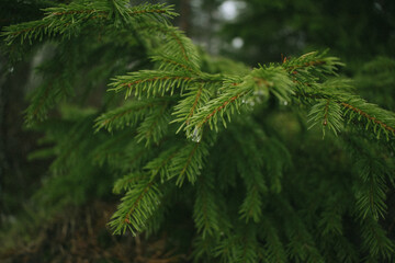 Pine in macro