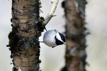 mésange à tête noire sur une branche