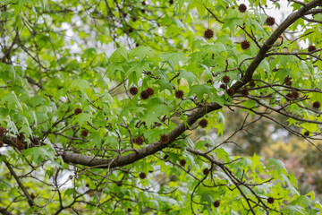 Platanus platanus fruiting bodies on the tree that look like Christmas decorations