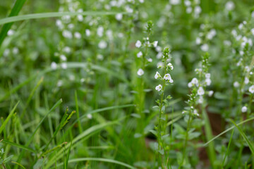Veronica serpyllifolia in green grass in spring