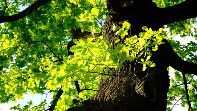 Green leaves and sun in spring shaking from wind