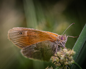 Detailed close up of a butterfly on a leaf