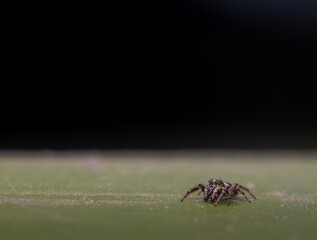 Detailed macro close up of a very tiny female jumping spider