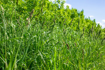 Green grass overgrown. Summer tall grass. Grassy places.