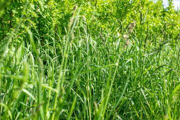 Green grass overgrown. Summer tall grass. Grassy places.