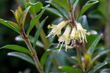 close-up of small white honeysuckle flowers in May, Box-leaved honeysuckle branch - Latin name - Lonicera ligustrina var. pileata Lonicera pileata