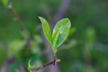 Closeup, Top of Green tea leaf in the morning, tea plantation, blurred background.