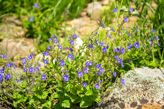 Blue skullcap herb flowers. Young flowers in summer growing through stones.