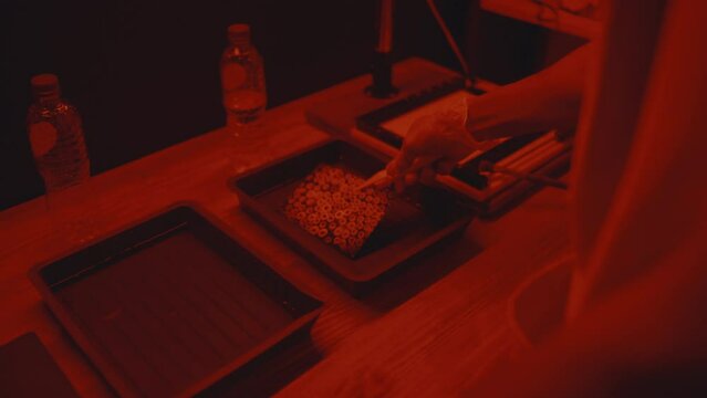 Unrecognizable male photographer using two containers with chemical solutions, placing photo inside with tongs while printing photos in darkroom