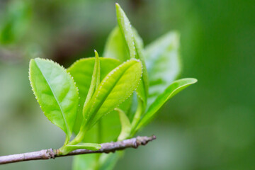 Closeup, Top of Green tea leaf in the morning, tea plantation, blurred background.