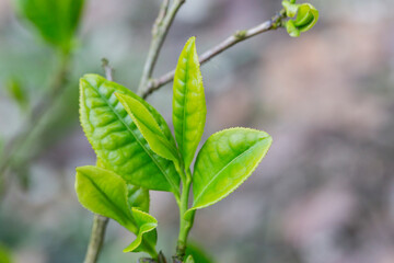 Closeup, Top of Green tea leaf in the morning, tea plantation, blurred background.