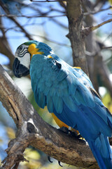 Stunning Blue Feathers on a Blue and Gold Macaw