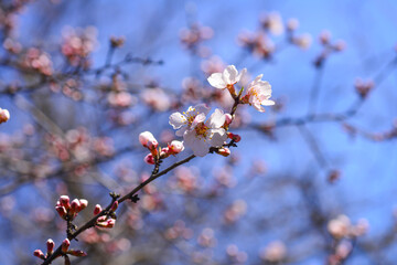 Pink almond tree flowers on almond tree branches against blue sky on a warm, sunny spring day