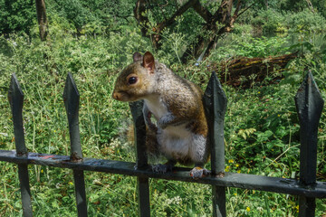 squirrel on a fence