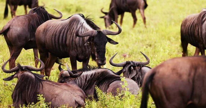 Wildebeest family grazing and bonding, in Kenya during rainy season, Safari